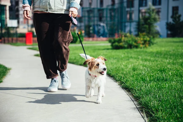 Mujer Con Jack Russell Terrier Caminando Por Parque — Foto de Stock