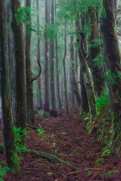 Voie Vers Forêt — Photo