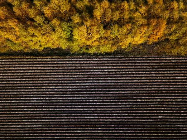 Aerial View Field Windbreak Autumn — Stock Photo, Image