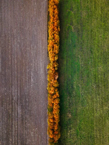 Vue Aérienne Brise Vent Automne — Photo