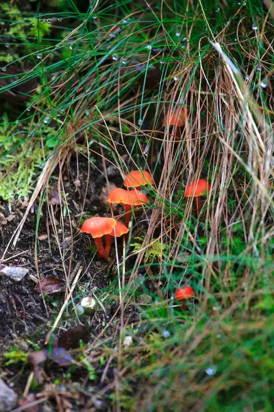 Champignons Bruns Poussant Sur Sol Forestier — Photo