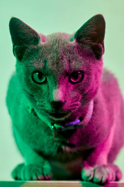 Портрет Серой Кошки Подсвеченной Зелеными Фиолетовыми Огнями — стоковое фото