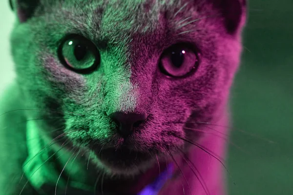 Portrait Gray Cat Illuminated Green Purple Lights — Stock Photo, Image