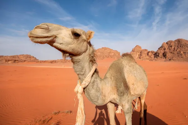 约旦沙漠中的骆驼 — 图库照片
