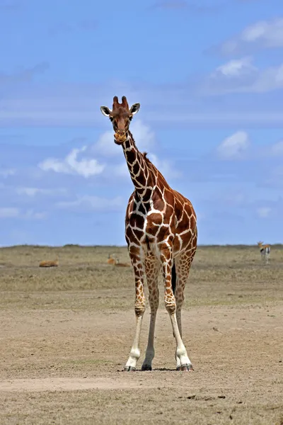 Girafe Photo De Stock