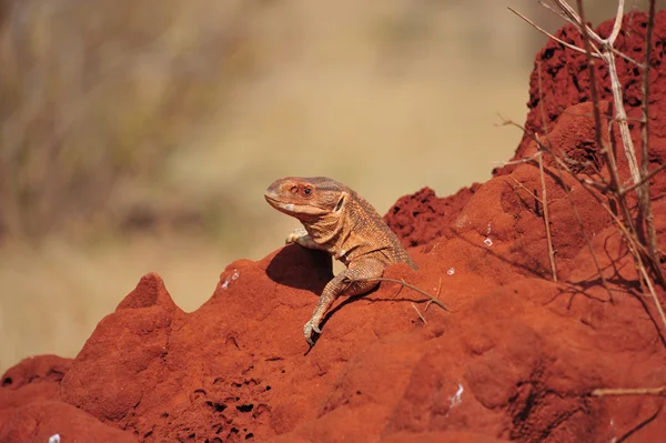 Safari Image En Vente