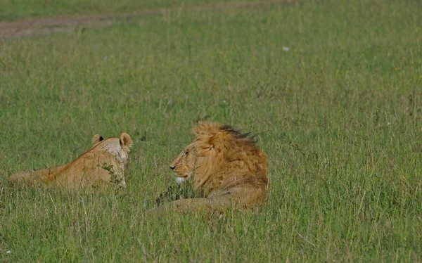 Lions — Stock Photo, Image