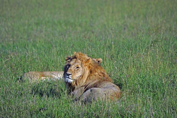 Leones —  Fotos de Stock