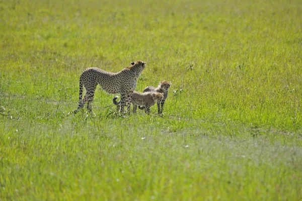 Gepard — Zdjęcie stockowe