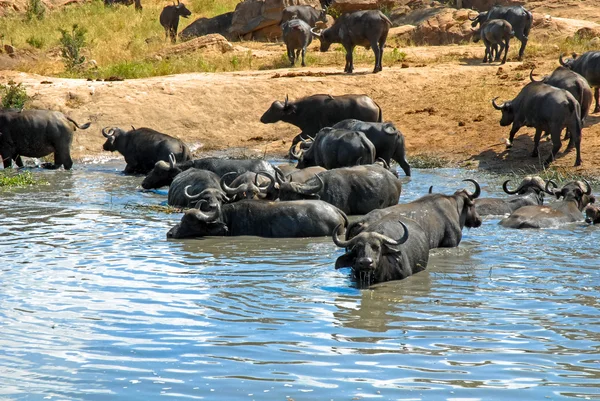 Búfalo — Foto de Stock