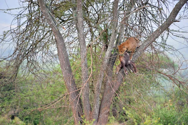 Safari — Stockfoto