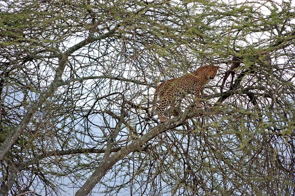 Leopard — Stock Photo, Image