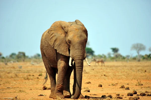 Elefante — Fotografia de Stock