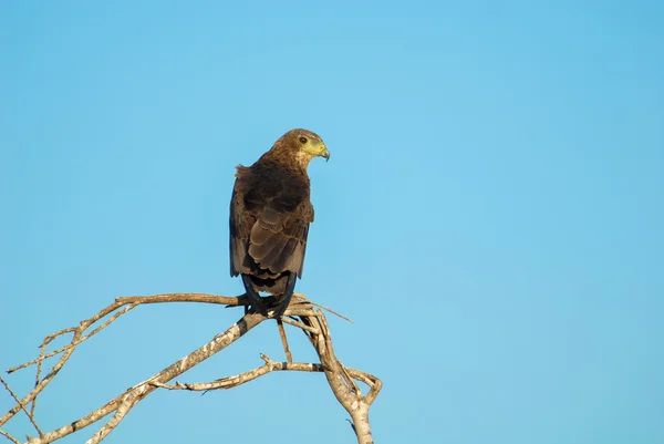 Safari — Stockfoto