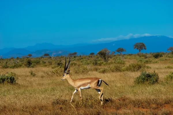 Gazelle — Stockfoto