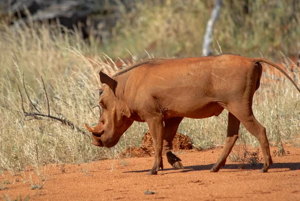 Afrika — Stok fotoğraf