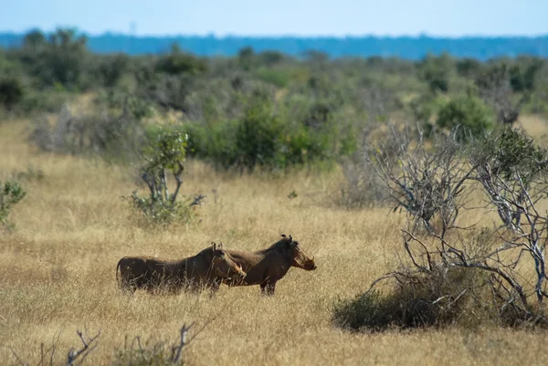 Afrique Images De Stock Libres De Droits