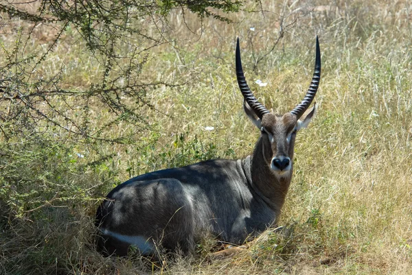 Antelope — Stock Photo, Image