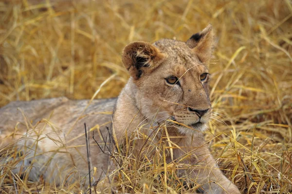 Aslan — Stok fotoğraf