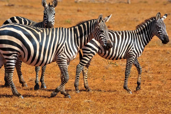 Zebra. — Fotografia de Stock