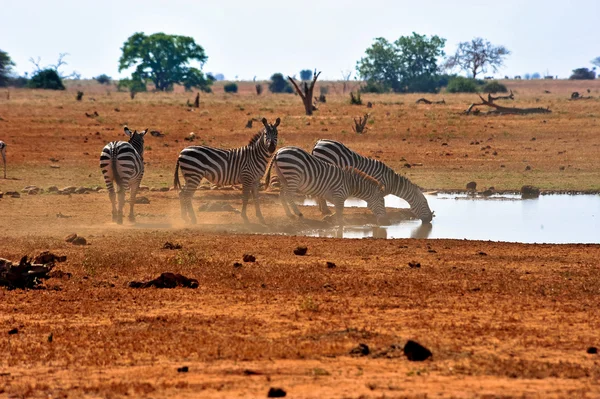 Zebra. — Fotografia de Stock