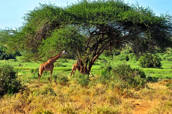 Giraffe — Stockfoto