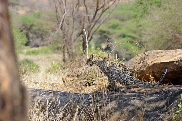 Leopard — Stock Photo, Image