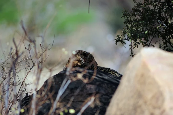 Leopar — Stok fotoğraf