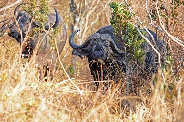 BURFALO — Stockfoto