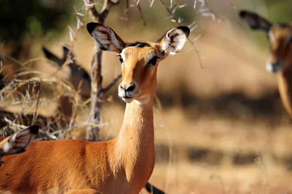 Antilop — Stok fotoğraf