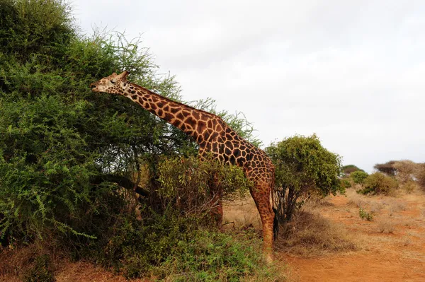 Na safari — Zdjęcie stockowe