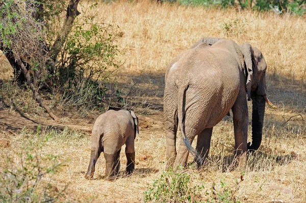 Elephant — Stock Photo, Image