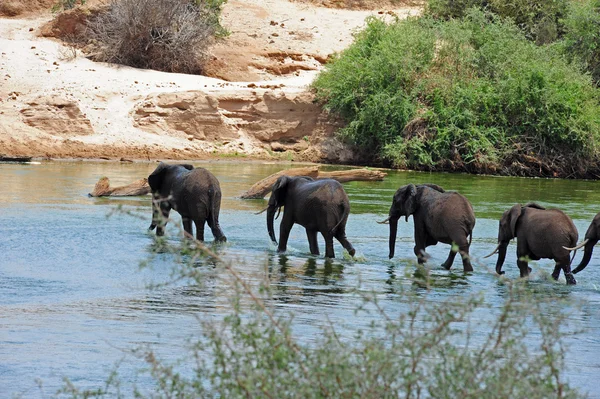 Elefante —  Fotos de Stock