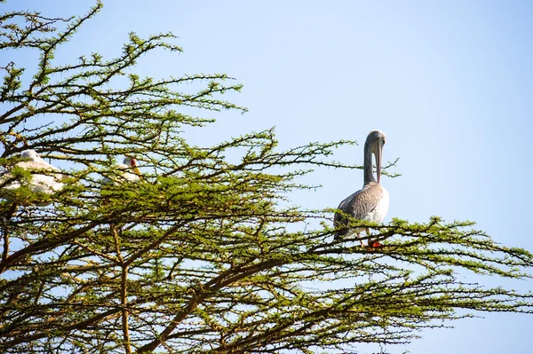 Pelikaan — Stockfoto