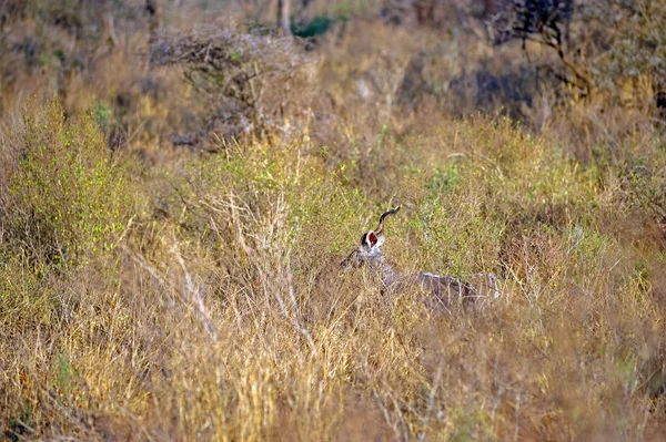 Antylopa kudu — Zdjęcie stockowe