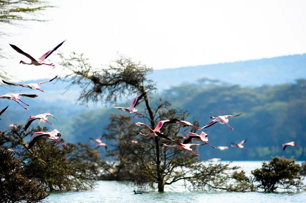 Flamant rose Images De Stock Libres De Droits