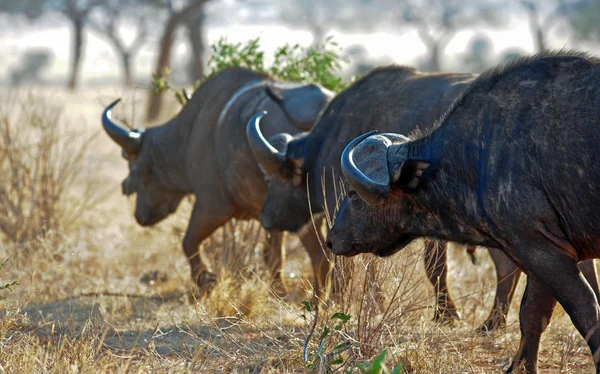 BURFALO — Stockfoto