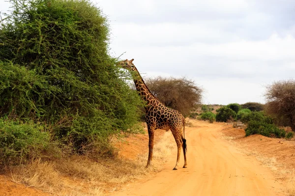 Giraffe — Stock Photo, Image