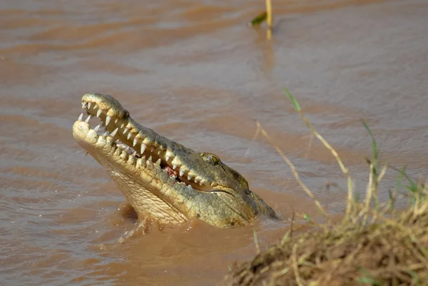 Krokodil — Stockfoto