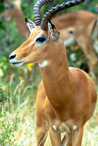 Africa — Stock Photo, Image