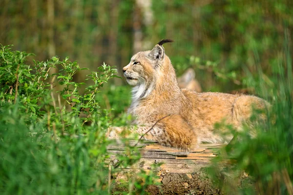 Lince — Foto Stock