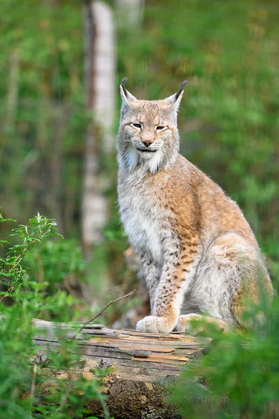 Luchs — Stockfoto