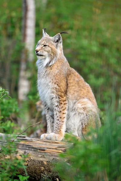 Lynx — Photo