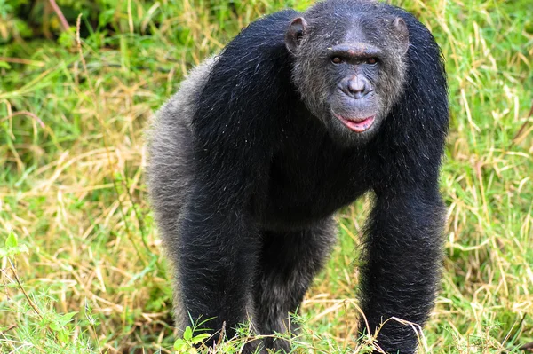 Csimpánz — Stock Fotó