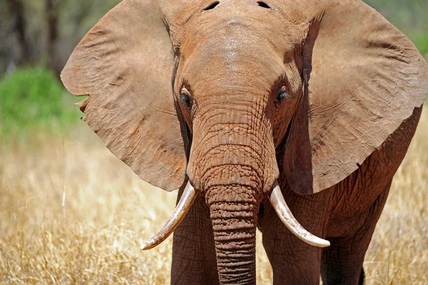 Éléphant Images De Stock Libres De Droits