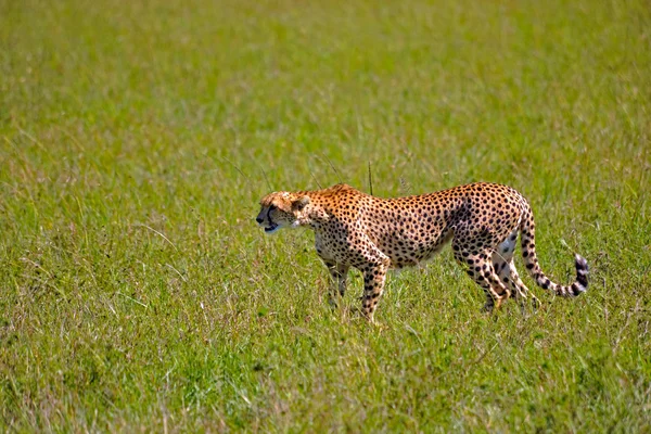 Safari — Stock Photo, Image