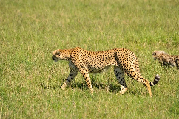 Safari — Stock Photo, Image