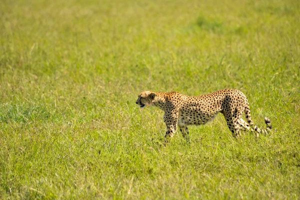 Cheetah — Stock Photo, Image