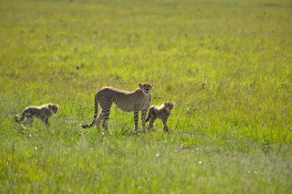 Safari — Foto Stock