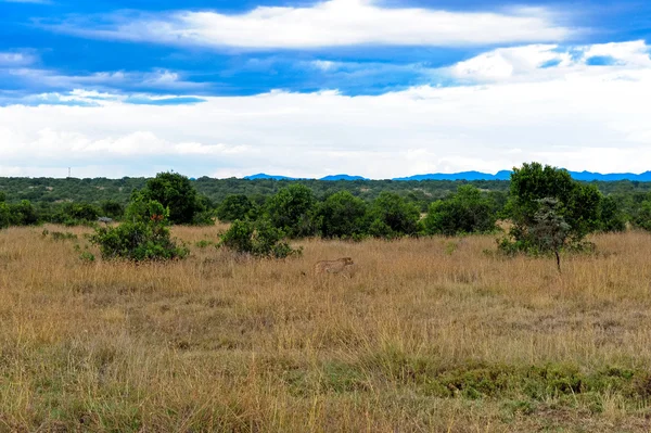 Op safari — Stockfoto